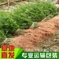 曼地亞紅豆杉 小苗高30-50cm 四川雅安苗木基地批發(fā)綠化工程樹(shù)苗